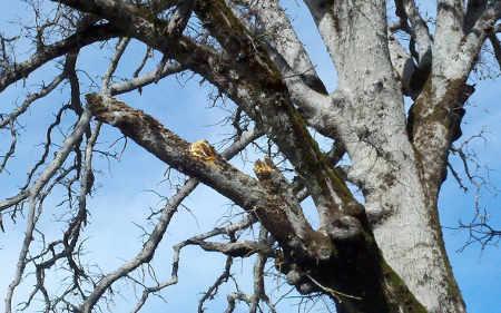 021015llsmblueoak2