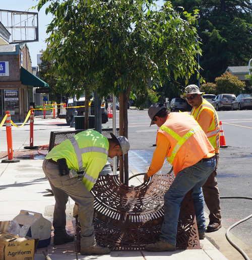 050817lakeportstreettreesgrate