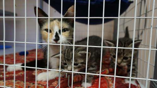 070615spcacats