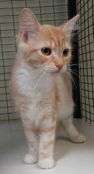105aorangewhite