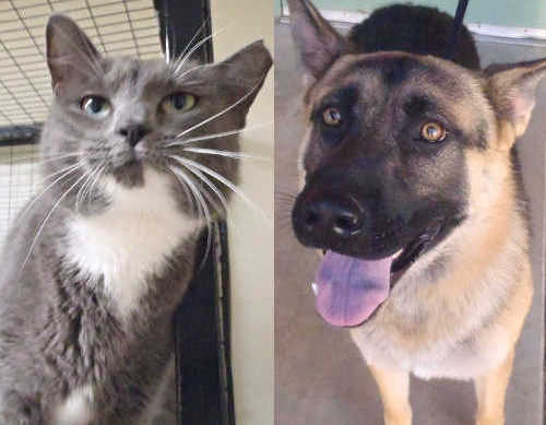 110414adoptables