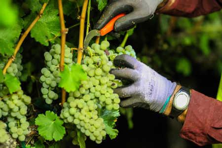 2014winegrape6324