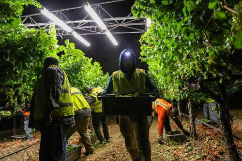 2014winegrapeharvest0767