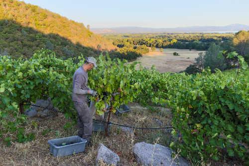 2014winegrapeharvest2501