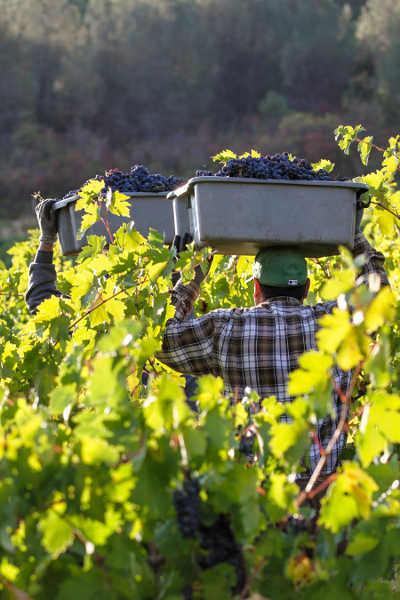 2014winegrapeharvest6944
