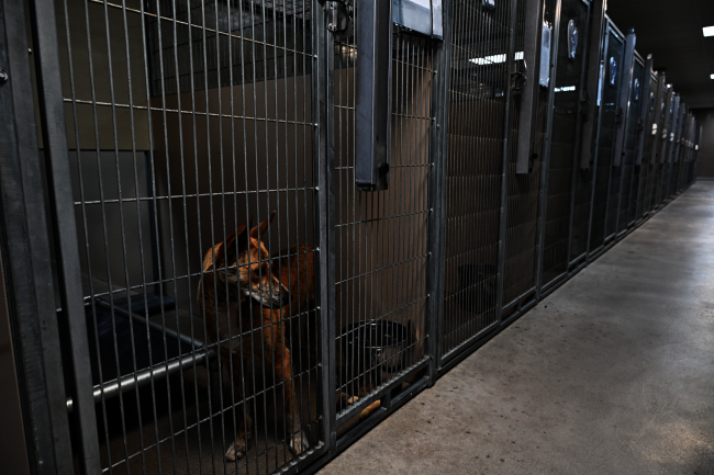 060625lcaclonedog