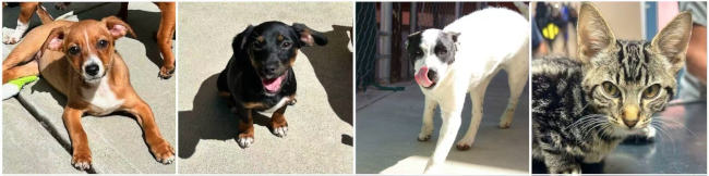 adoptablepets