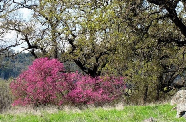 amshpinbloom