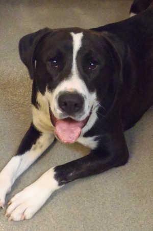 This male Great Dane and mastiff mix is in kennel No. 27, ID No. 1581. Photo courtesy of Lake County Animal Care and Control. 27greatdanemix