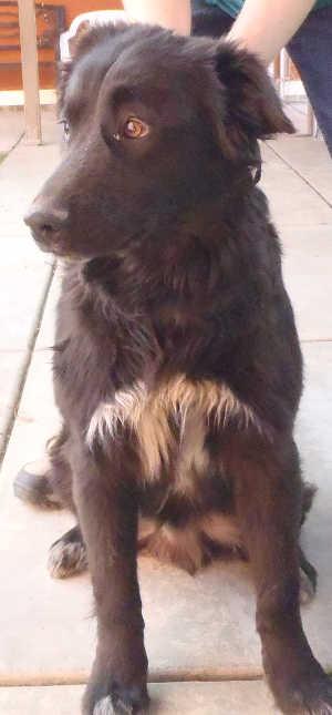 This male border collie mix is in kennel No. 29, ID No. 1517. Photo courtesy of Lake County Animal Care and Control. 29bordercolliemix