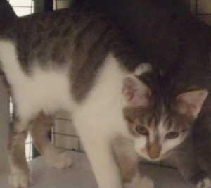 43btabby