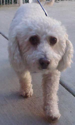 “Lela” is a female poodle mix in kennel No. 4, ID No. 1330. Photo courtesy of Lake County Animal Care and Control. 4lela