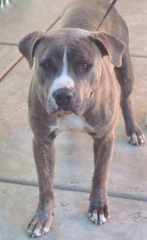 This male pit bull terrier mix is in kennel No. 4, ID No. 1127. Photo courtesy of Lake County Animal Care and Control. 4pitbullmix