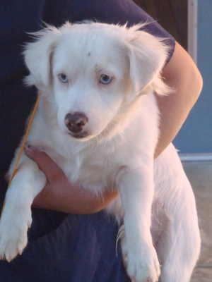 “Ghost” is a male border collie mix in kennel 5, ID No. 1111. Photo courtesy of Lake County Animal Care and Control. 6bghost