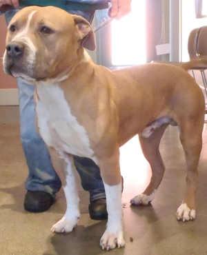 This male pit bull terrier mix is in kennel No. 6, ID No. 1664. Photo courtesy of Lake County Animal Care and Control. 6tanpitmix