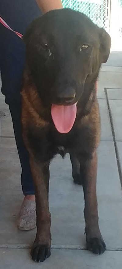 7852shepmix.jpg