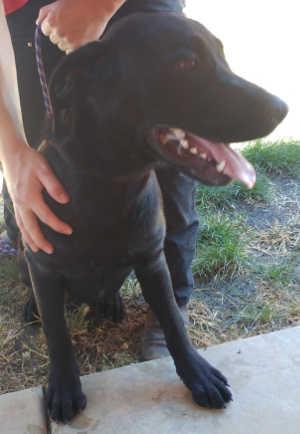 7885labrador.jpg