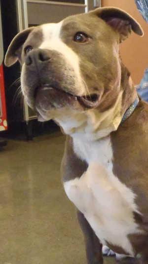 This female pit bull terrier mix is in kennel No. 9, ID No. 1663. Photo courtesy of Lake County Animal Care and Control. 9femalegraypitmix
