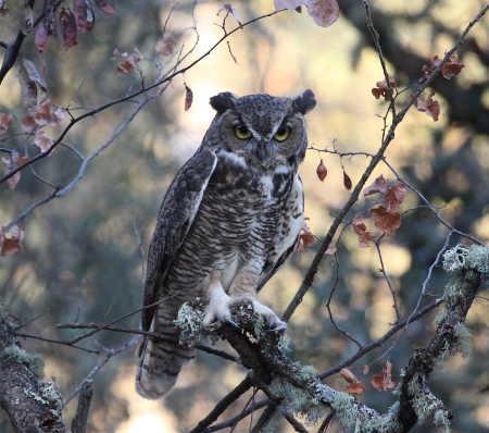 barnwellhornedowl