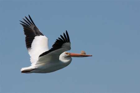 barnwelpelican