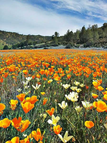 berryessasnowmtnpoppies