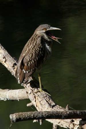 clspbird