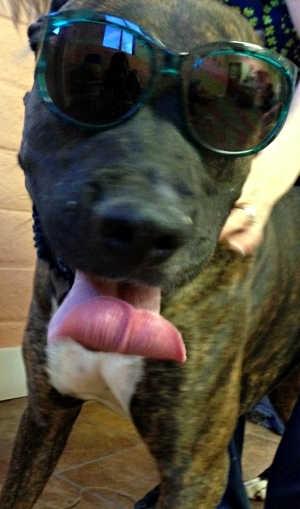 cooldog