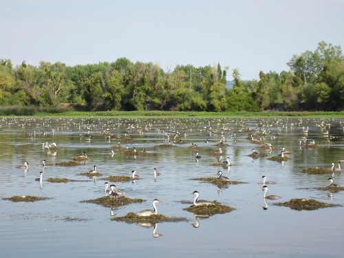 Grebes will be the focus of the Redbud Audubon Society's meeting on Thursday, January 15, 2015, in Lower Lake, Calif. Photo by Floyd Hayes. hayesgrebecolony