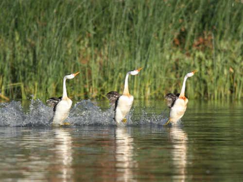 The grebe mating dance. Photo by Floyd Hayes. hayesgrebecourtship