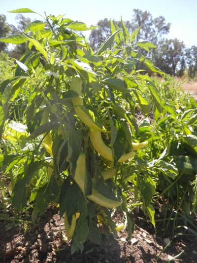 hsscgardenpeppers