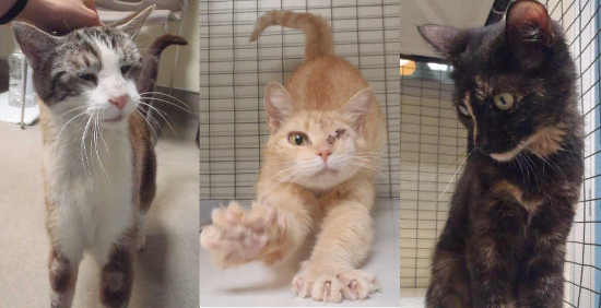 july2015catadoptionevent