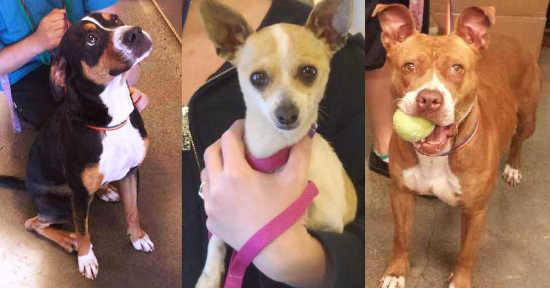 july2015dogadoptionevent