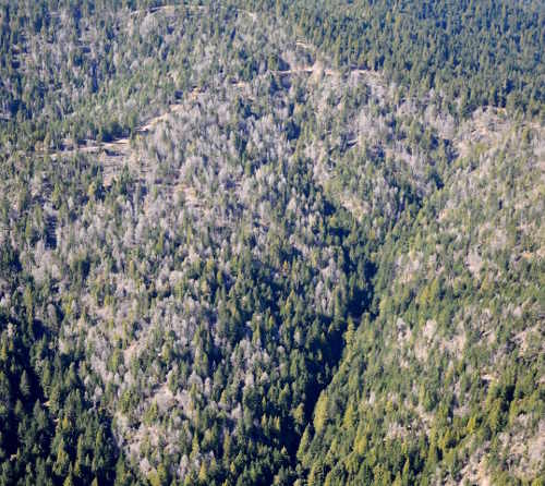 mendocountydeadtrees