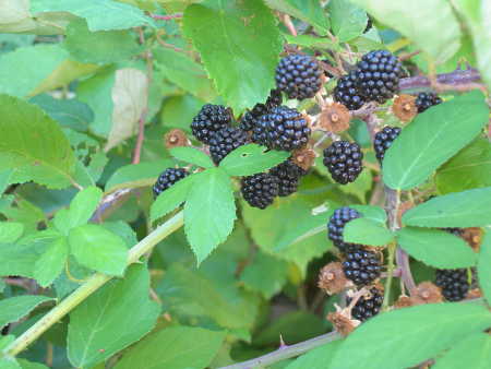 Ripe blackberries in Lake County, Calif. Photo by Kathleen Scavone. scavoneblackberry