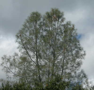 A gray pine in Lake County, Calif. Photo by Kathleen Scavone. scavonegraypine