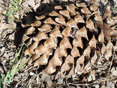 A gray pine cone, photographed in Lake County, Calif. Photo by Kathleen Scavone. scavonepinecone