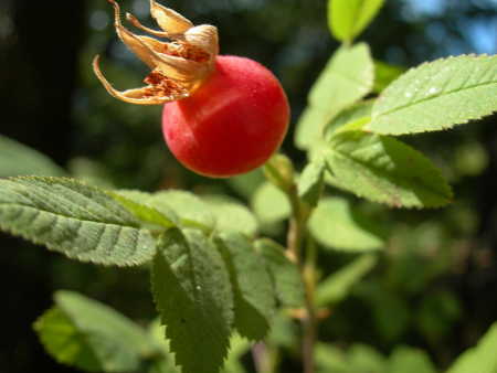 A wild rose hip in Lake County, Calif. Photo by Kathleen Scavone. scavonerosehip