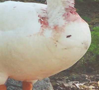 injuredgoose1