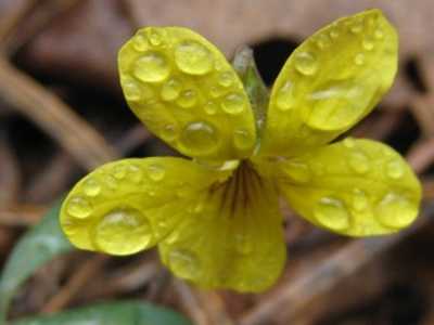 pineviolet