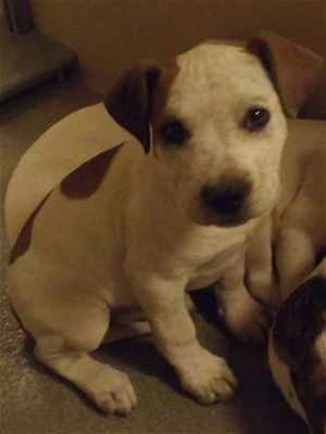 This 9-week-old female American Bulldog puppy is in kennel No. 24a, ID No. 35082. Photo courtesy of Lake County Animal Care and Control. 24aambulldogpup