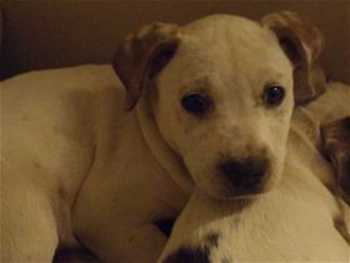 This 9-week-old female American Bulldog puppy is in kennel No. 24b, ID No. 35083. Photo courtesy of Lake County Animal Care and Control. 24bambulldogpup