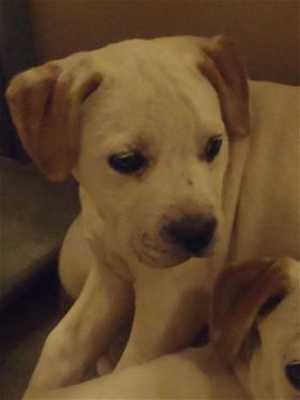 This 9-week-old female American Bulldog puppy is in kennel No. 24c, ID No. 35084. Photo courtesy of Lake County Animal Care and Control. 24cambulldogpup