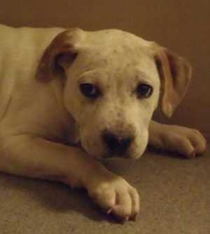 This 9-week-old male American Bulldog puppy is in kennel No. 24d, ID No. 35085. Photo courtesy of Lake County Animal Care and Control. 24dambulldogpup