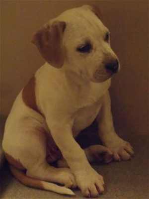This 9-week-old male American Bulldog puppy is in kennel No. 24f, ID No. 35087. Photo courtesy of Lake County Animal Care and Control. 24fambulldogpup