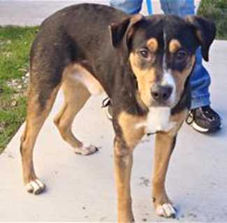 30houndmix