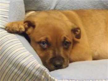 This 10-week-old pit bull terrier-Australian Shepherd mix pup in kennel No. 4, ID No. 35066. Photo courtesy of Lake County Animal Care and Control. 4aussiepitmixpup