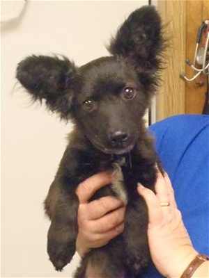 This 14-week-old male terrier mix is in kennel No. 5, ID No. 35109. Photo courtesy of Lake County Animal Care and Control. 5blackterrierpup