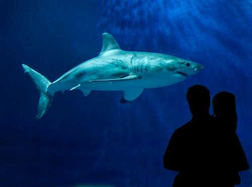 A young great white shark during a past exhibit at the Monterey Bay Aquarium in Monterey, Calif. With the California Fish and Game Commission voting unanimously on Wednesday, February 6, 2013, to move the North Eastern Pacific white shark to candidacy status in the Endangered Species Act process, the aquarium said it will not have a white shark on exhibit in 2013. Photo courtesy of the Monterey Bay Aquarium. montereybaywhiteshark