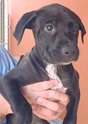 33bmastiffmixpup