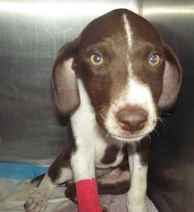 This puppy and its five littermates were found abandoned near Lakeport, Calif., on Thursday, June 28, 2012. Five of the puppies tested positive for canine parvovirus, and one of them has died. Photo courtesy of Lake County Animal Care and Control. dumpedpuppy